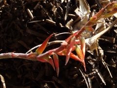 Pitcairnia karwinskyana