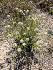 Lepidium alyssoides