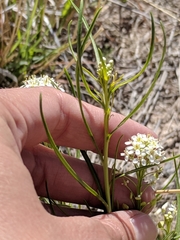 Lepidium alyssoides