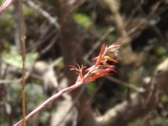 Pitcairnia karwinskyana