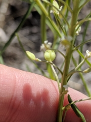 Lepidium alyssoides