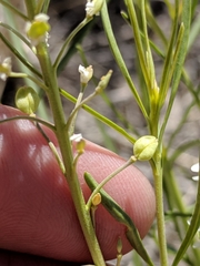 Lepidium alyssoides