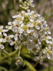 Lepidium alyssoides