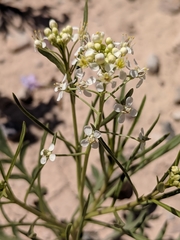 Lepidium alyssoides
