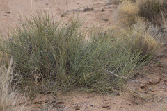 Ephedra torreyana