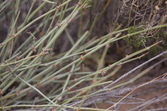 Ephedra torreyana