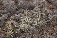 Grusonia clavata