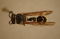 Eumenes consobrinus