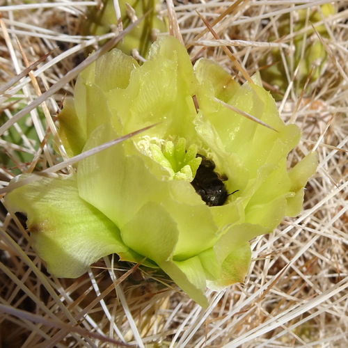 Black Hairy-Woodborer