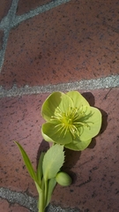 Angiospermae
