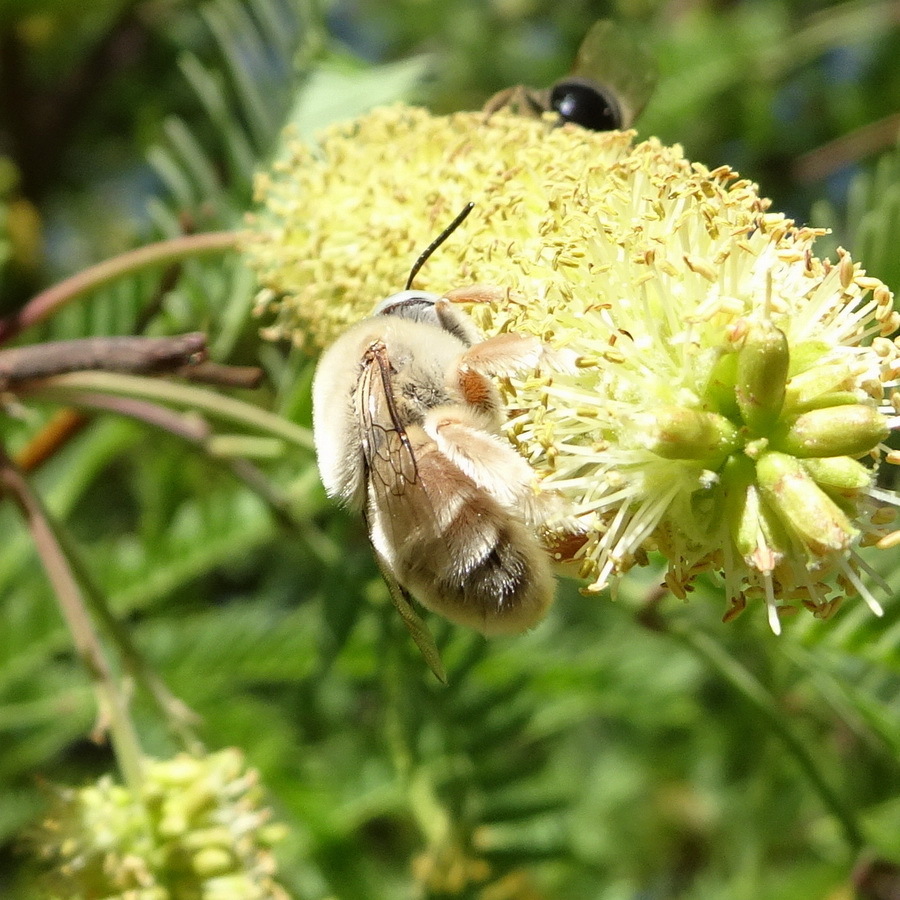 Centris tamarugalis