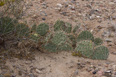 Opuntia tortispina