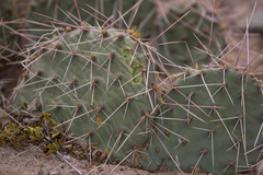 Opuntia tortispina