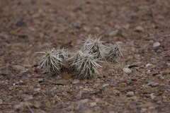 Grusonia clavata