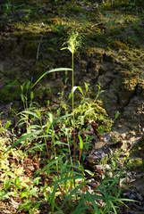 Panicum bisulcatum