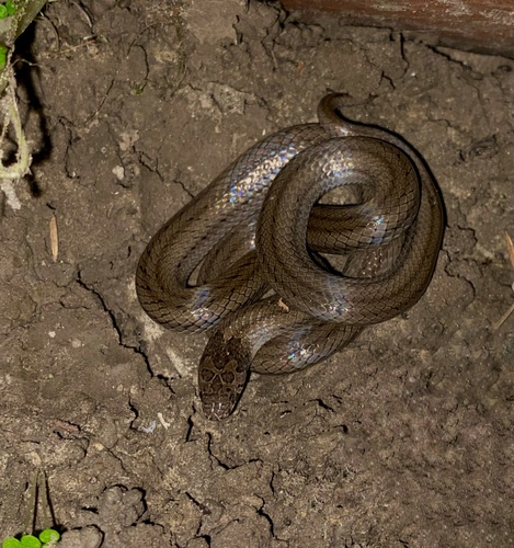 Pegu Kukri Snake