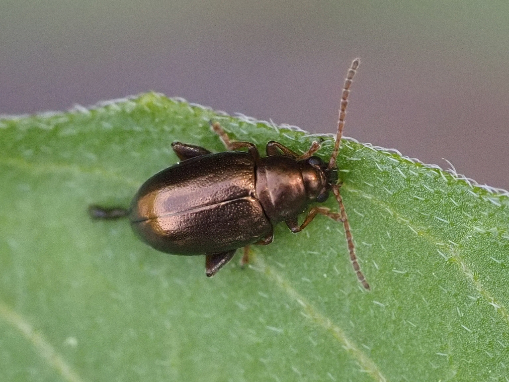 Altica pedipallida