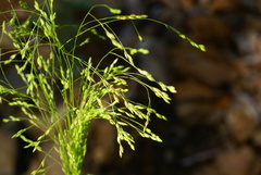 Panicum bisulcatum