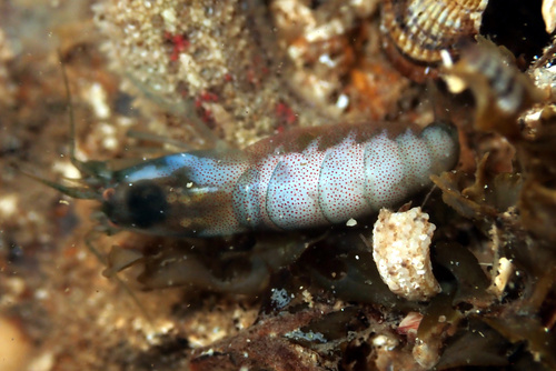 Synalpheus tumidomanus observed 2023-11-01
