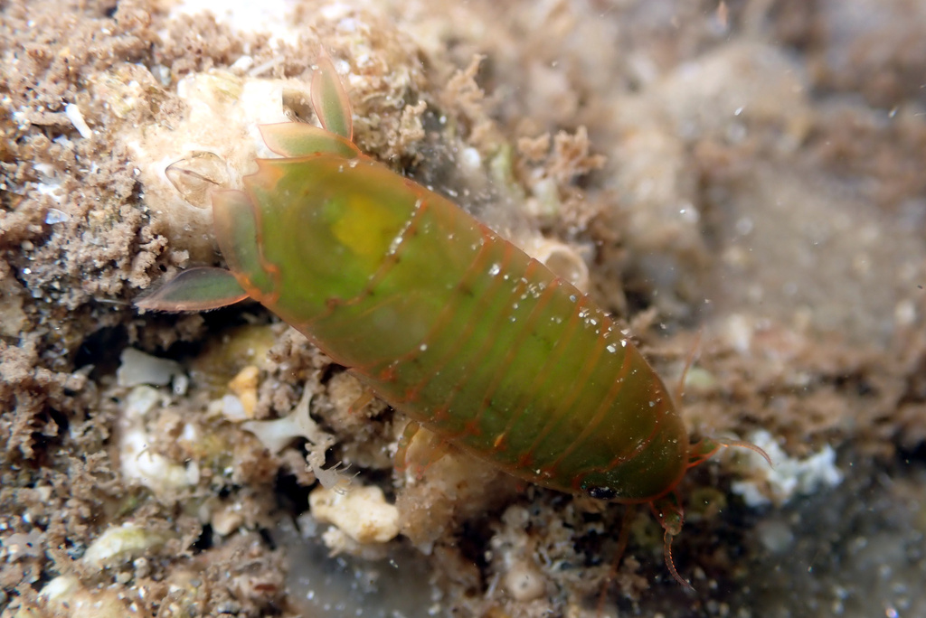 Cerceis tridentata
