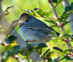 Curruca ruppeli