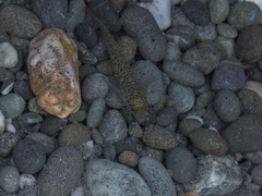 Ruanoho decemdigitatus