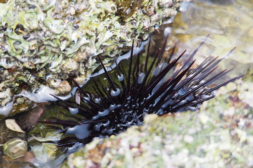 Sea Urchin (Purple)
