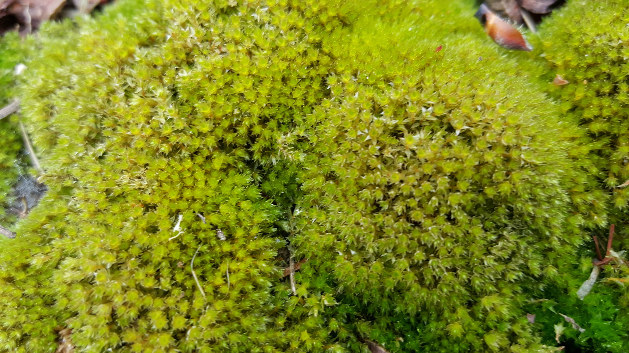 Twisted Moss Syntrichia Ruralis Terrarium Moss Ground Cover 