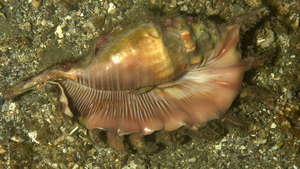 Millipede Spider Conch From Lembeh Strait, Indonesia On September 12 ...