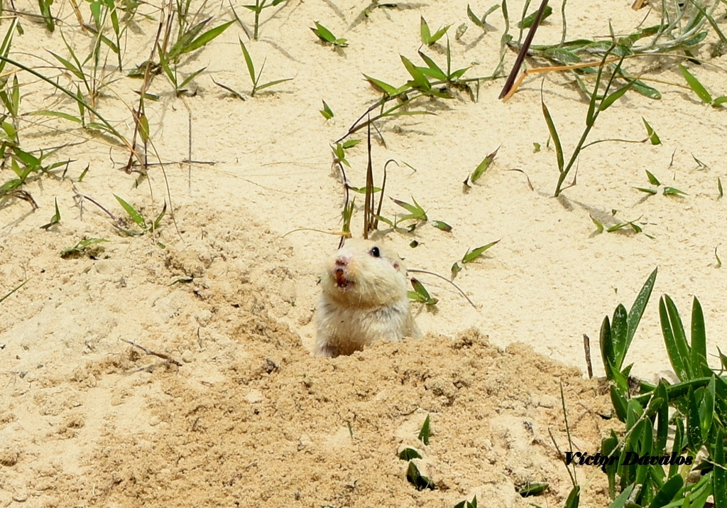 Tuco-tuco of the Dunes