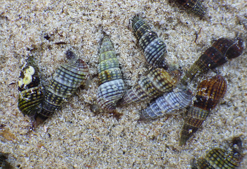 Zeacumantus diemenensis