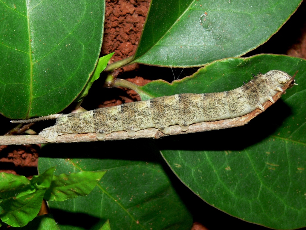 Panogena jasmini