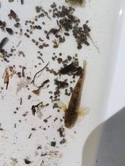 Gobiomorphus cotidianus