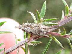 Strepsicrates ejectana