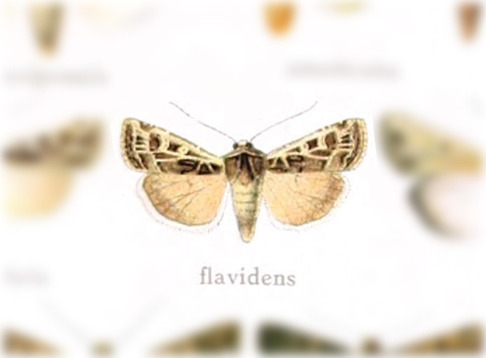 Euxoa flavidens
