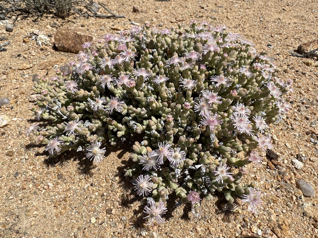 Antimima elevata