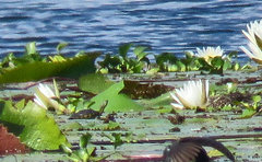 Trachemys venusta venusta