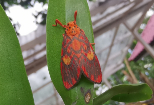 Ammatho cuneonotatus Walker, 1855