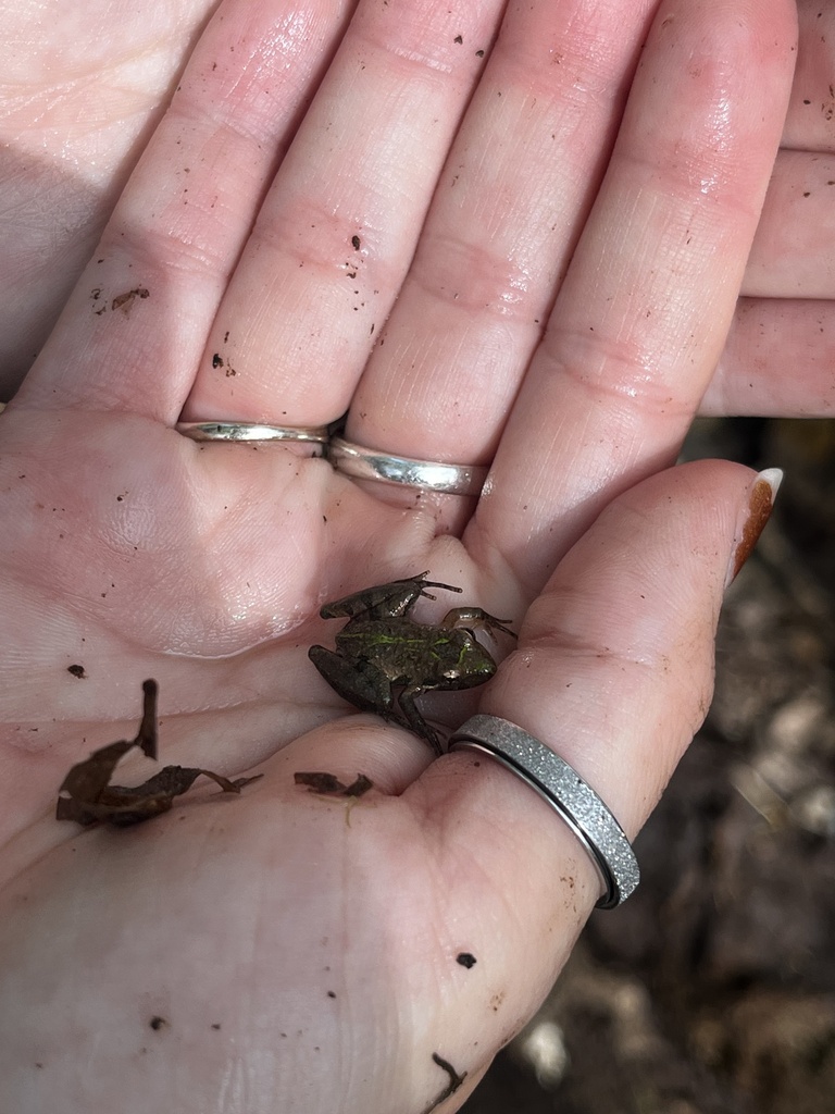 Southern Cricket Frog from Hanna Hammock Rd, Tallahassee, FL, US on October 23, 2023 at 0237 PM