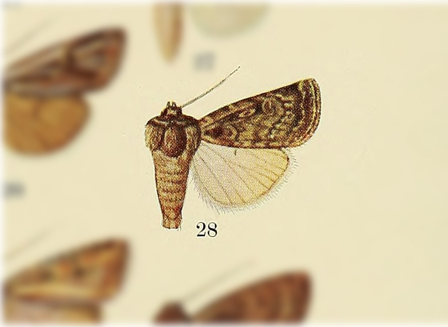 Euxoa satiens