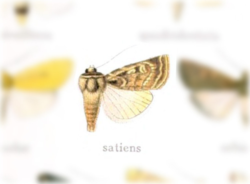 Euxoa satiens photo 2