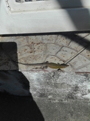 Podarcis carbonelli carbonelli