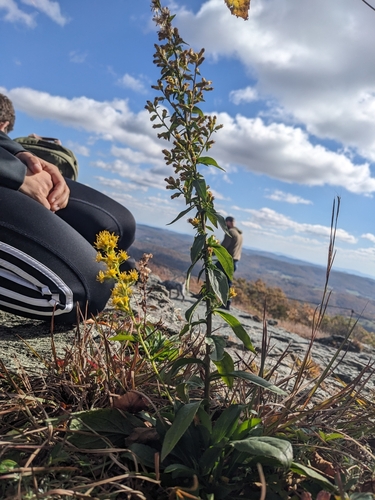 Image of Solidago randii by (c) Alaina Krakowiak, some rights reserved (CC BY)