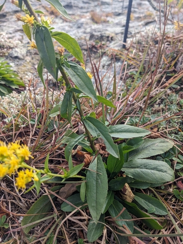 Solidago randii, photograph 1