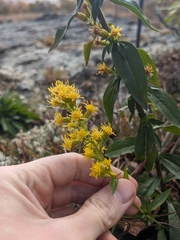 Alaina Krakowiak, CC BY, iNaturalist via GBIF Solidago randii, photograph Alaina Krakowiak, CC BY, iNaturalist via GBIF