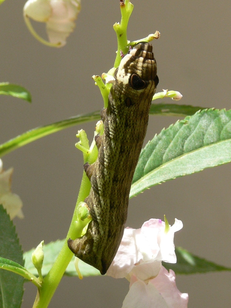 Hippotion geryon