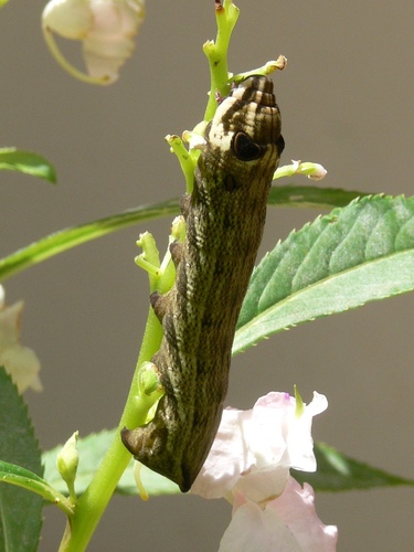 Hippotion geryon