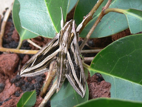 Hippotion geryon