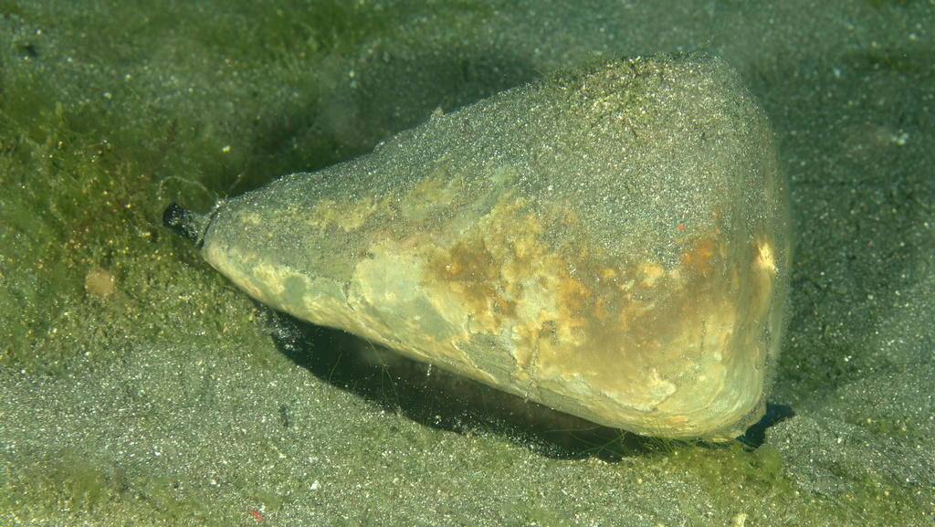 Cone Snails from Lembeh Strait, Indonesia on September 12, 2023 at 06