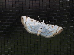 Pycnarmon